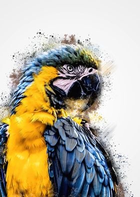 Macaw parrot