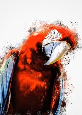 Scarlet macaws