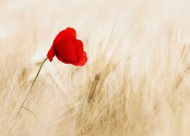  Red Poppy 