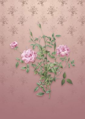 Vintage Dwarf Rosebush