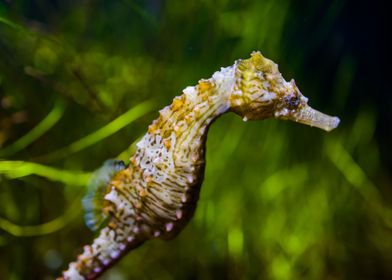 seahorse in business