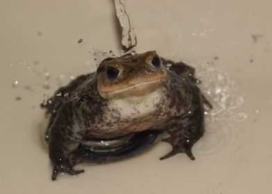 Toad in the sink 2