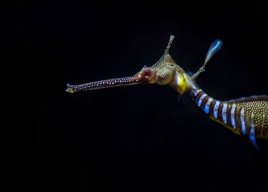 a seahorse in dark