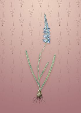 Vintage Ixia Cepacea