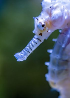 the face of seahorse