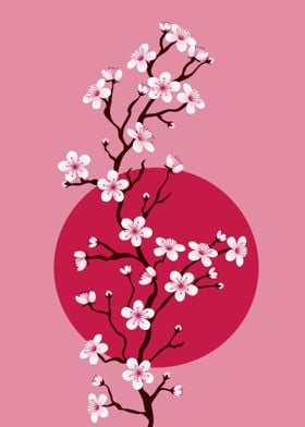 Cherry blossoms