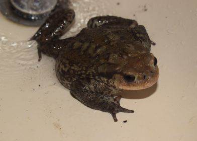 Toad in the sink 1