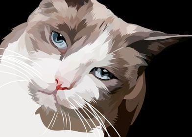 snowshoe cat in vector