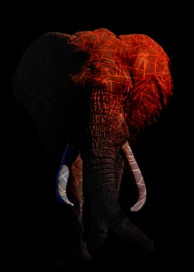 Colour Elephant