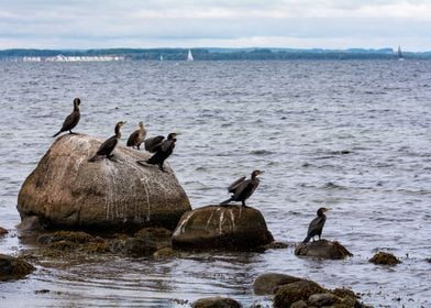 Cormorants 