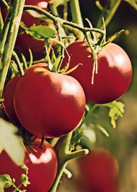 fresh tomatoes