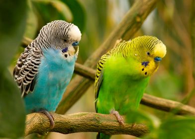 parrots couple