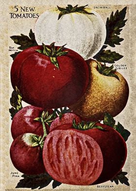 vintage tomato