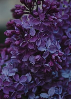 Purple Petaled flowers