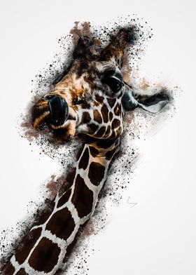 Reticulated giraffe