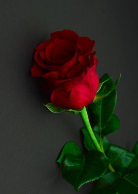 red  rose