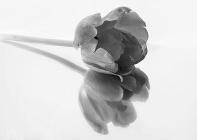 tulip flower gray