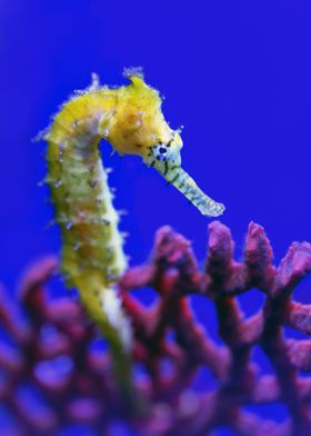 a zoom in seahorse