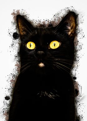 Black cat kitten