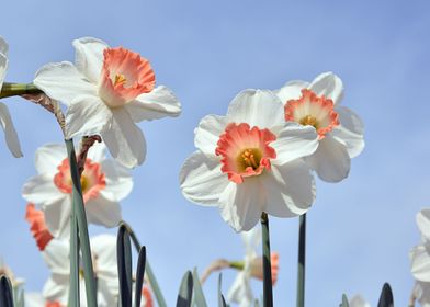 Daffodil flowers