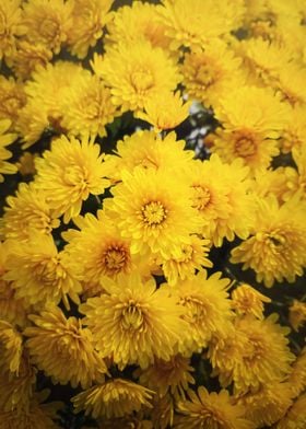 chrysanthemums texture