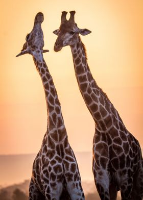 giraffe pair