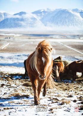 Hofn Horses