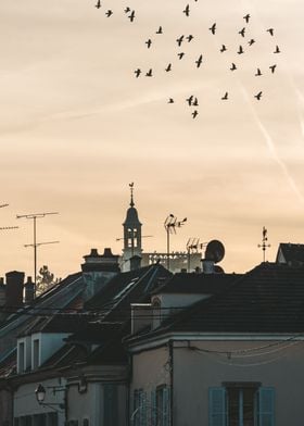 bird and sunset