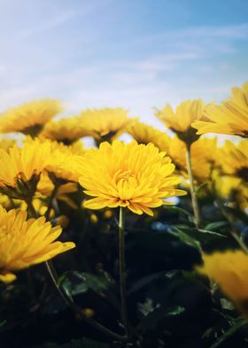 Nature yellow chrysanths