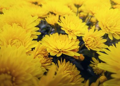 Yellow chrysanthemums