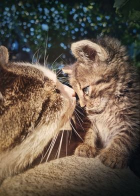 tomcat meets his kitten