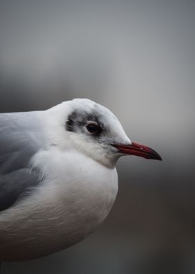 seagull