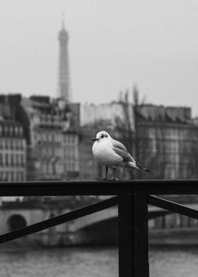 seagull with Eiffel Tower