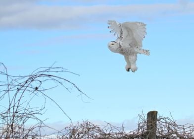 Female snowy owl in flight