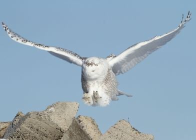 Snowy owl incoming