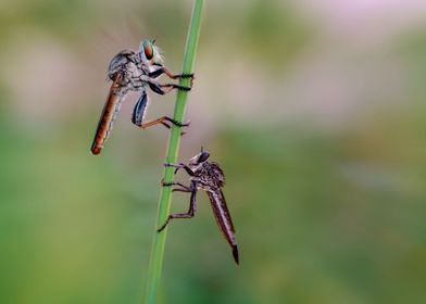 two robber fly