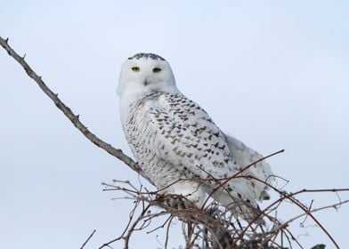 Pretty and perched