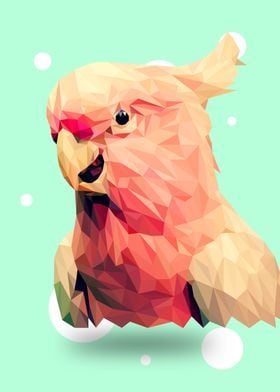 Cockatoo