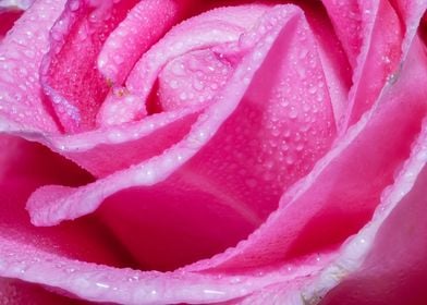 pink rose