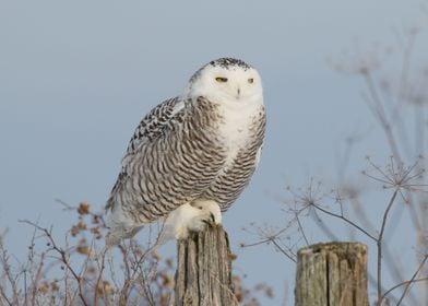 Snowy owl on post