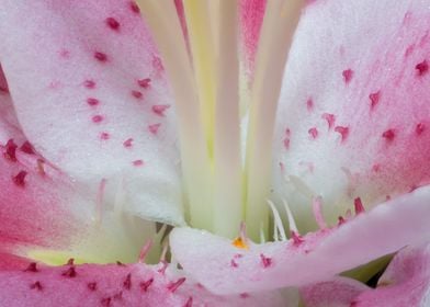 pink flower flower pistil