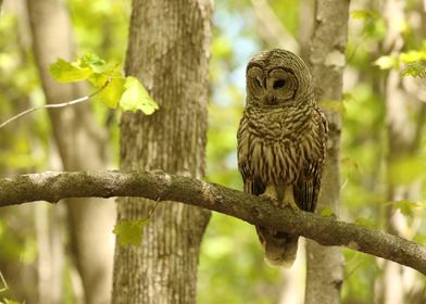 Barred owl hunting