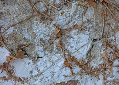 Old stones wall with roots