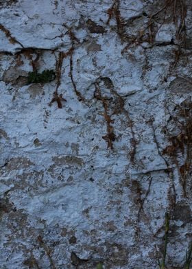 Old stones wall with roots