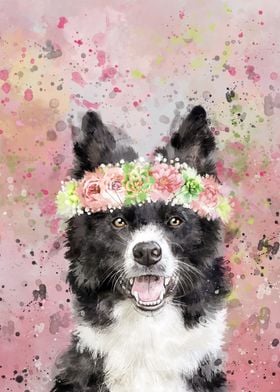 Border collie dog flowers