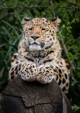 Leopard