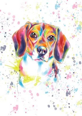 Colored beagle dog