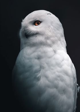 Cute Owl