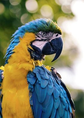 Macaw Bird