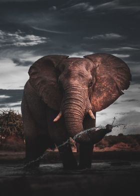 Elephant Animal Nature